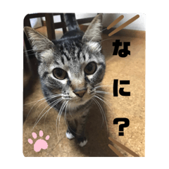 [LINEスタンプ] あーちゃん＆しーちゃん