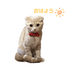 [LINEスタンプ] ねこのモカちゃんの日常スタンプ