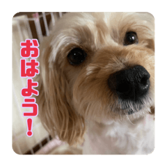 [LINEスタンプ] あだちけのペットスタンプ