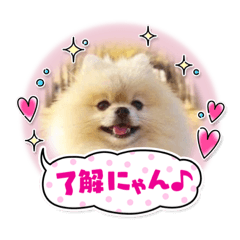 [LINEスタンプ] pomeranian kaito