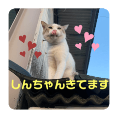 [LINEスタンプ] ねこたちのすたんぷ！