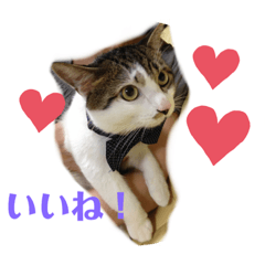 [LINEスタンプ] ねこのミー（いいね編）