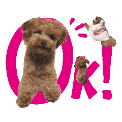 [LINEスタンプ] プードル犬マロン3