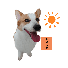 [LINEスタンプ] コーギー会話