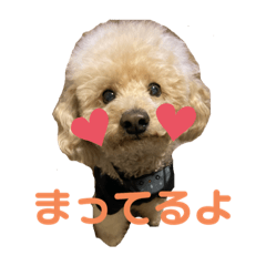 [LINEスタンプ] トイプーこてつくん
