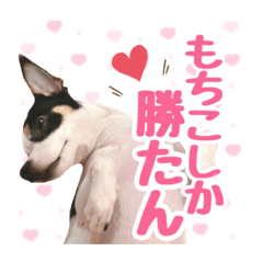 [LINEスタンプ] チワピンのもちこ
