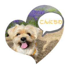 [LINEスタンプ] こんぺいとうのスタンプ