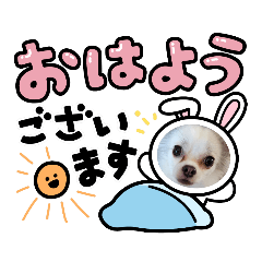 [LINEスタンプ] チワワの琥珀
