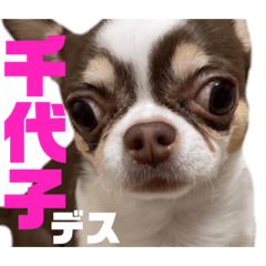 [LINEスタンプ] あたち千代子