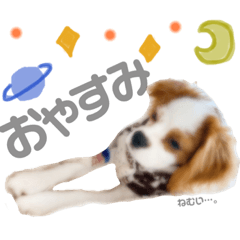 [LINEスタンプ] キャバリア✳︎COCO