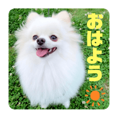 [LINEスタンプ] ポメラニアンのポコ太