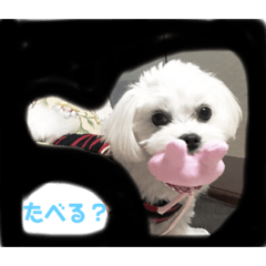 [LINEスタンプ] マルチーズのココちゃんa