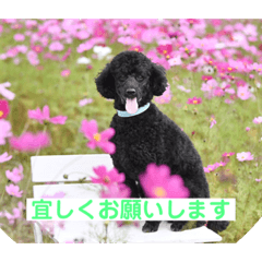 [LINEスタンプ] ポポんち