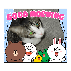 [LINEスタンプ] 愛猫❤ラムネの1日     第3弾❣️