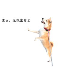 [LINEスタンプ] 柴犬りょうた④