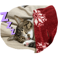 [LINEスタンプ] 可愛い猫ども