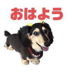 [LINEスタンプ] チョコちゃん★スタンプ