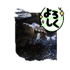 [LINEスタンプ] うちの可愛いかめきち