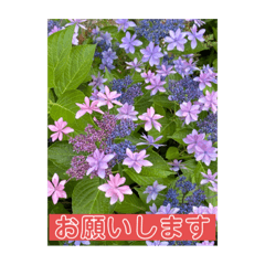 [LINEスタンプ] Hana・Square全種①