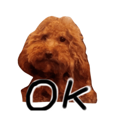 [LINEスタンプ] もしも愛犬のトイプーがしゃべったら。
