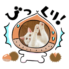 [LINEスタンプ] ねこ★ねこ★ねこ②