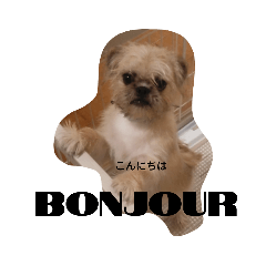 [LINEスタンプ] パグシーズーのちょびスタンプ1