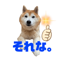 [LINEスタンプ] 柴犬ペスの気持ち②