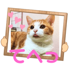 [LINEスタンプ] 甘えん坊な愛猫『ジュ〜』