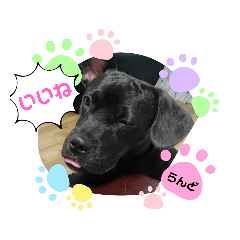 [LINEスタンプ] フレンチブルドッグ+ビーグル=らんど