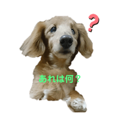 [LINEスタンプ] ダックスとトイプのひと言