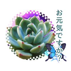 [LINEスタンプ] 花と多肉植物 日常会話スタンプ