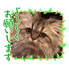 [LINEスタンプ] Animal rescue Kiseki