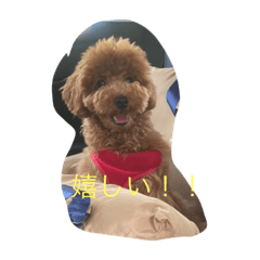 [LINEスタンプ] トイプーシュクル❤️