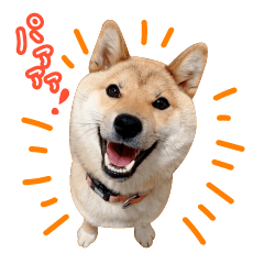 [LINEスタンプ] 柴犬ピコ＆つきみ