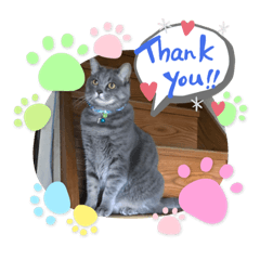 [LINEスタンプ] 愛猫レオの日常