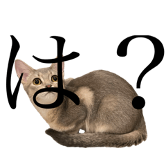 [LINEスタンプ] 猫と言葉遊び