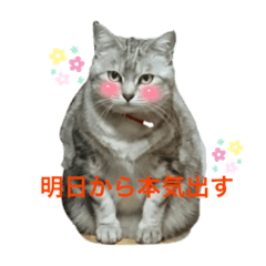 [LINEスタンプ] 猫たちの戯れ
