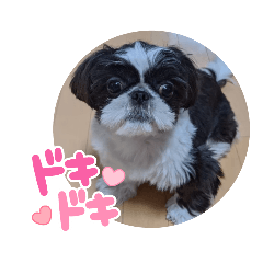 [LINEスタンプ] ペキシーズーのむうちゃん③