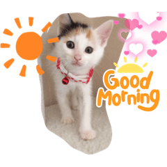 [LINEスタンプ] 三毛猫のリリィ