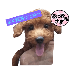 [LINEスタンプ] 早食い犬