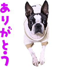 [LINEスタンプ] ボストンテリアのナナ