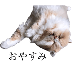 [LINEスタンプ] かぶのおやすみ