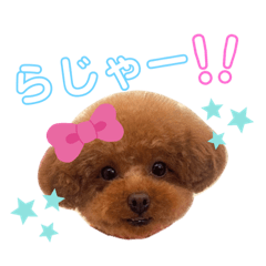 [LINEスタンプ] スーパー天才アイドル犬★もこたんさん！3