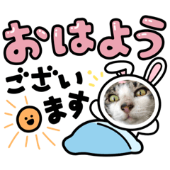[LINEスタンプ] チビ助、虎坊、にゃん丸