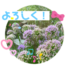 [LINEスタンプ] お庭のお花でこんにちは〜