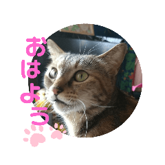 [LINEスタンプ] おててが邪魔すたんぴ