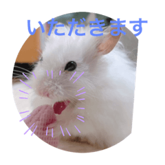 [LINEスタンプ] スタハム