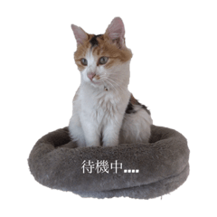 [LINEスタンプ] 癒しの2匹②