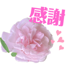 [LINEスタンプ] 花言葉ひとことスタンプ