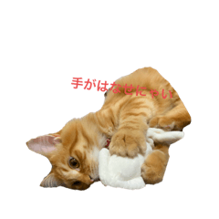 [LINEスタンプ] うちのねこーズ
